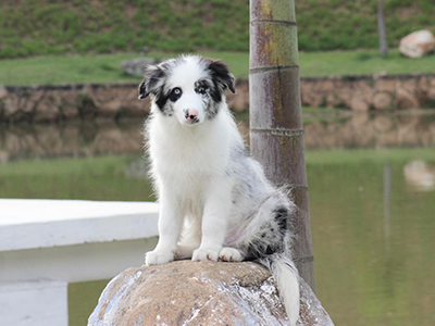 Linda ninhada de Border Collie Blue Merle tricolor